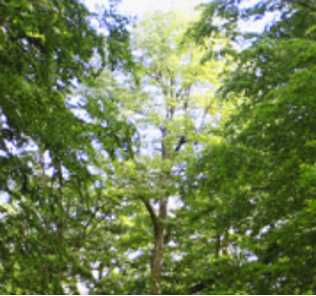 trees
